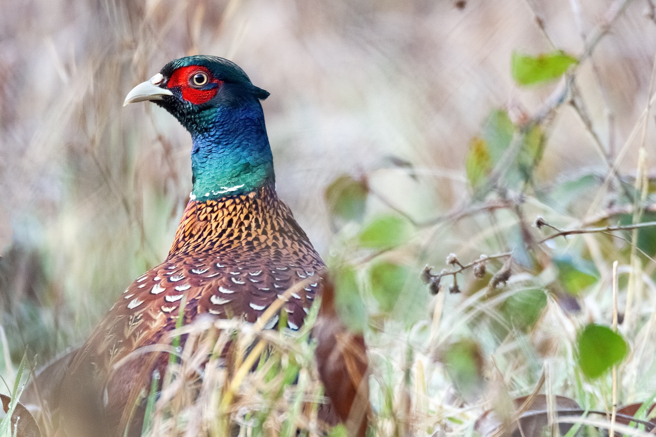 Defra’s Call for Evidence on gamebird releases; what exactly is it asking for?