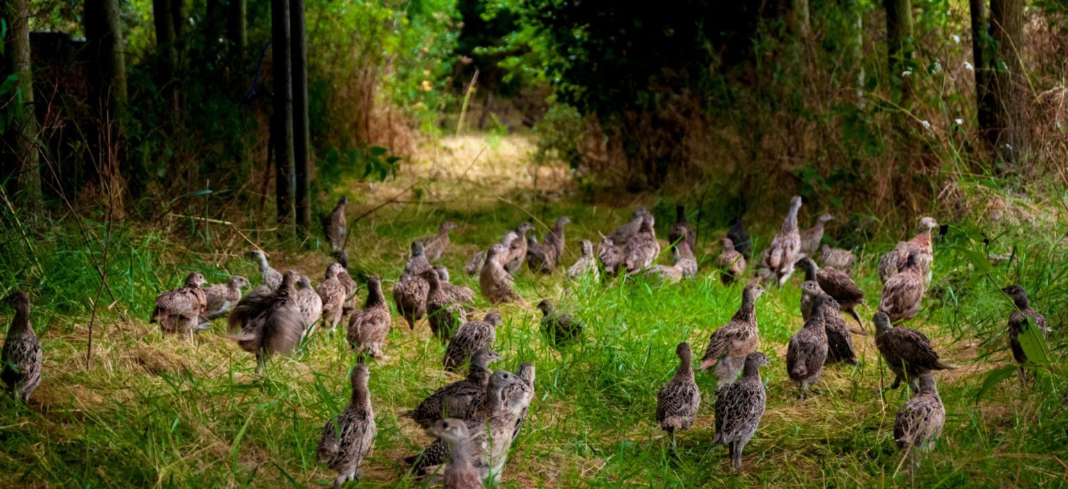 Today is the opening day of the Pheasant-shooting season - Wild Justice