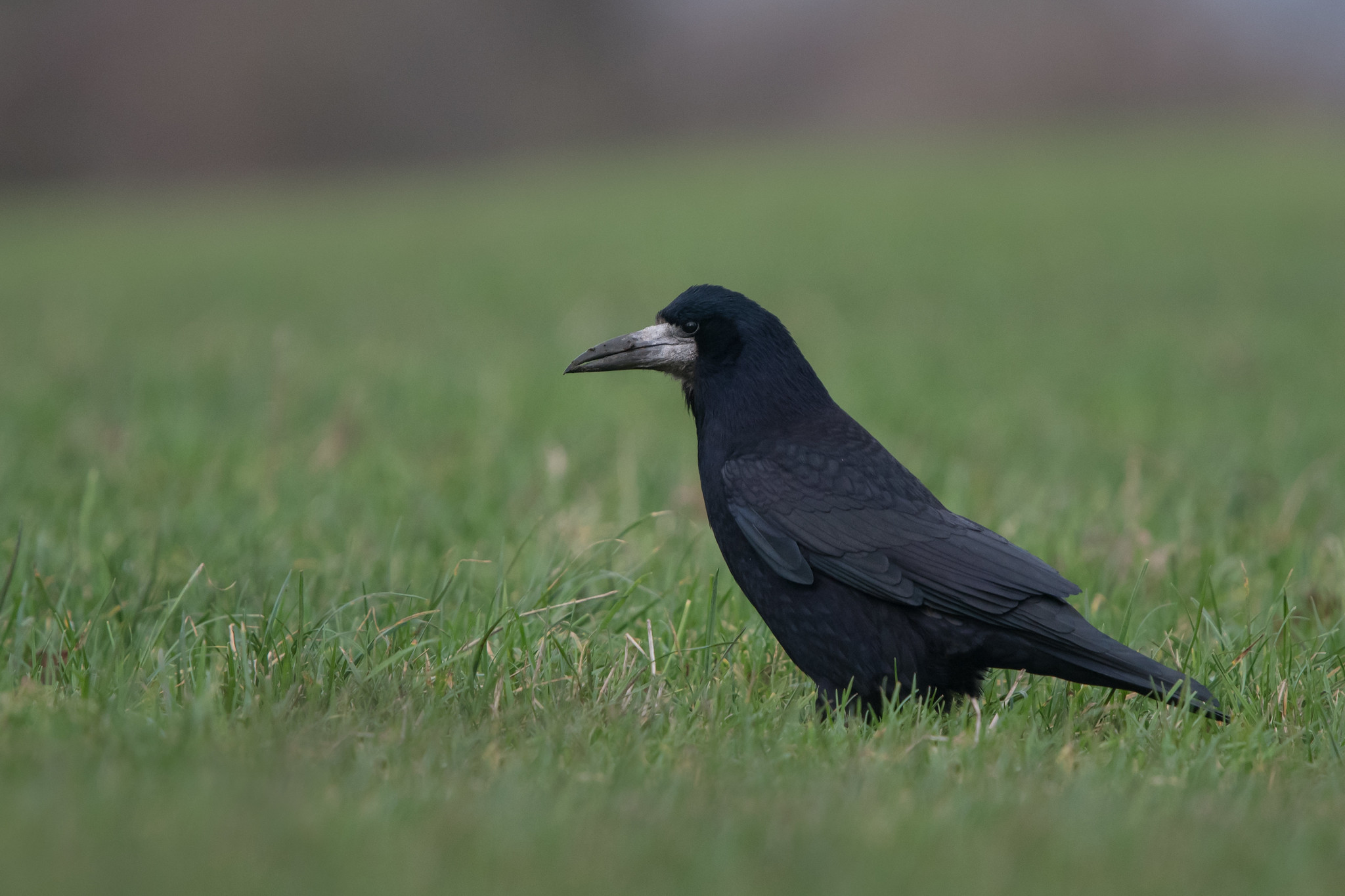 Rook photo by Tim Melling