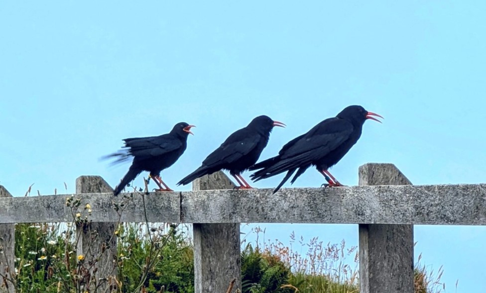 One Bay, One Community: A Year of Change at Ceibwr Bay Since the Wild Justice Judicial Review – and its Wider Implications.