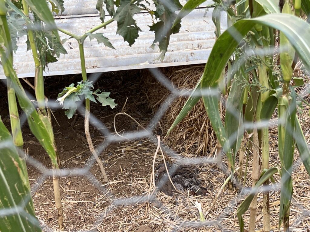 A decomposing RLP found inside one of the release pens.