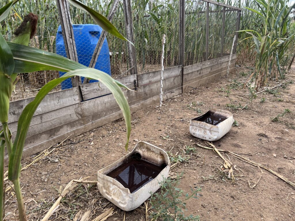 Unclean water containers in one of the RLP release pens.